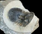 Platyscutellum Trilobite From Morocco #3965-2